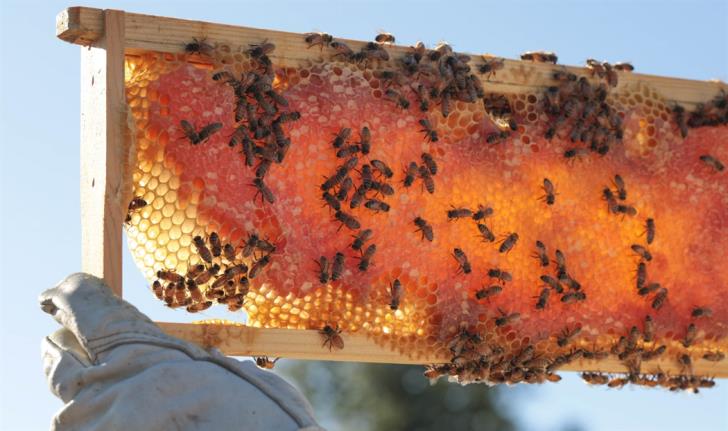 First ever traceable honey in the world is in Cyprus