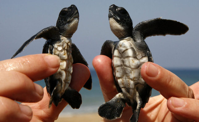 Volunteers to aid protection of turtles