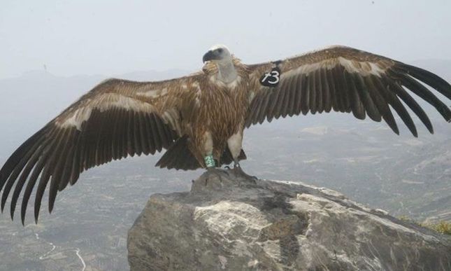 Spanish vultures arriving in Cyprus to help repopulate local species