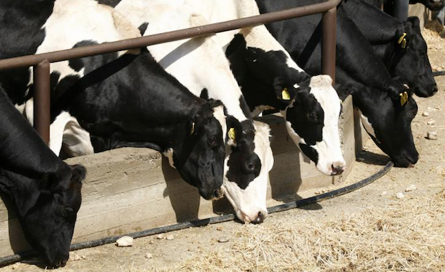 EU approves Cypriot support scheme for livestock farmers affected by pandemic