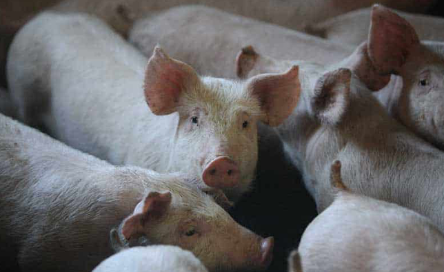 State aid for livestock breeders approved by cabinet