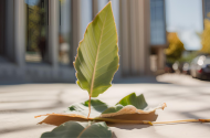 Embracing ESG | Sustainable Growth for Businesses in Cyprus